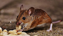 Commercial Pest Management